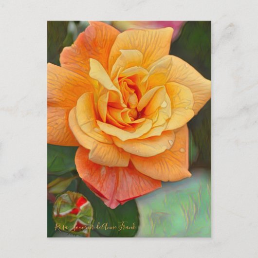 Rosa Souvenir de Anne Frank [Postcard] ポストカード (正面)