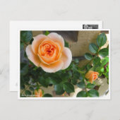 Rosa Sunset Memory ポストカード (正面/裏面)
