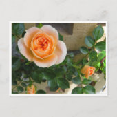 Rosa Sunset Memory ポストカード (正面)