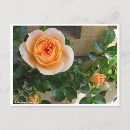 Rosa Sunset Memory ポストカード (正面)