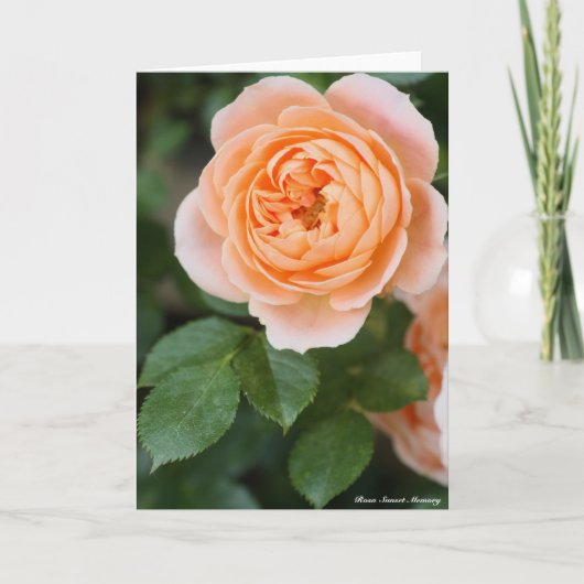 Rosa Sunset Memory:Greeting card カード (正面)