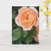 Rosa Sunset Memory:Greeting card カード (黄色い花)