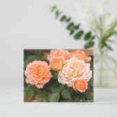 Rosa Sunset Memory:Postcard ポストカード (スタンド正面)