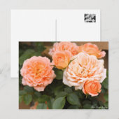 Rosa Sunset Memory:Postcard ポストカード (正面/裏面)