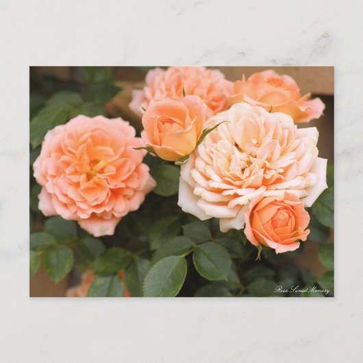 Rosa Sunset Memory:Postcard ポストカード (正面)