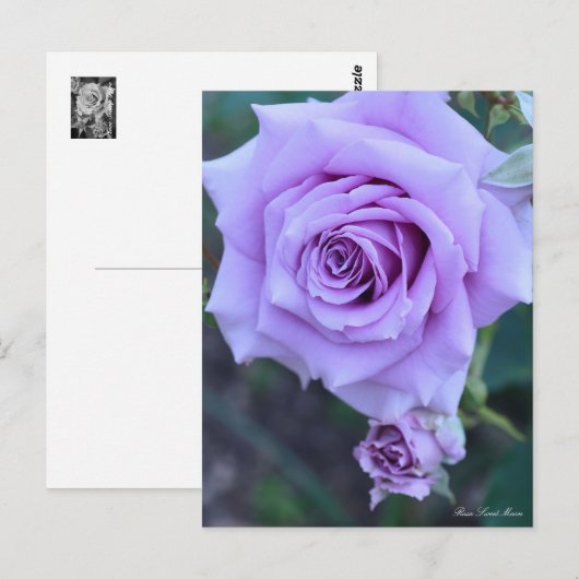 Rosa Sweet Moon ポストカード (正面/裏面)