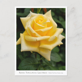 Rosa Toulouse Lautrec ポストカード