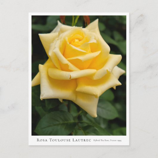 Rosa Toulouse Lautrec ポストカード (正面)