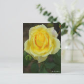 Rosa Tropical Sherbet [Postcard] ポストカード (スタンド正面)