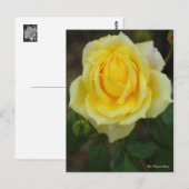 Rosa Tropical Sherbet [Postcard] ポストカード (正面/裏面)