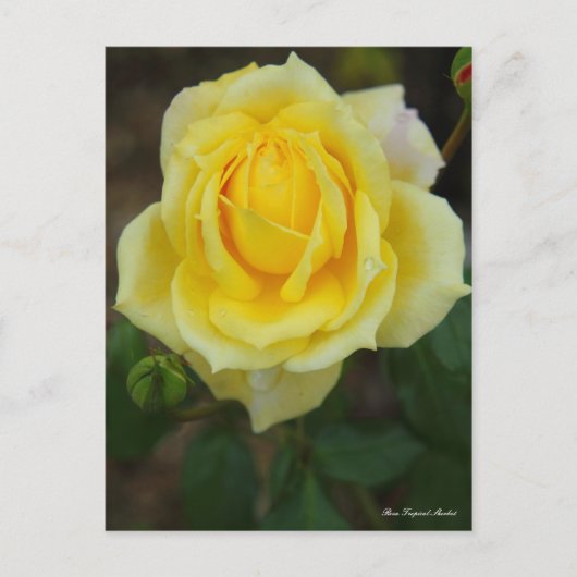 Rosa Tropical Sherbet [Postcard] ポストカード (正面)