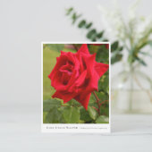 Rosa Uncle Walter ポストカード (スタンド正面)