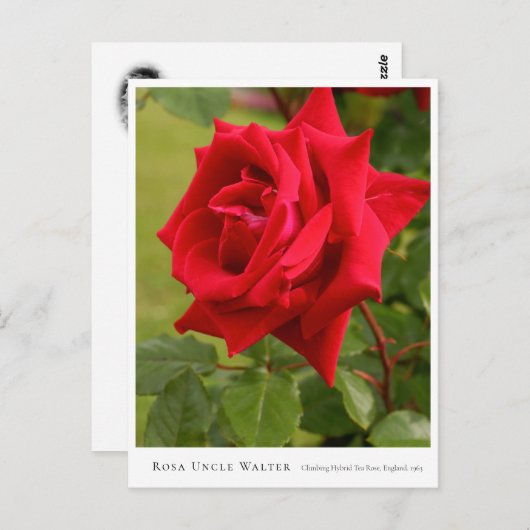 Rosa Uncle Walter ポストカード (正面/裏面)