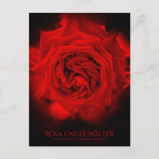 Rosa Uncle Walter：Postcard ポストカード (正面)