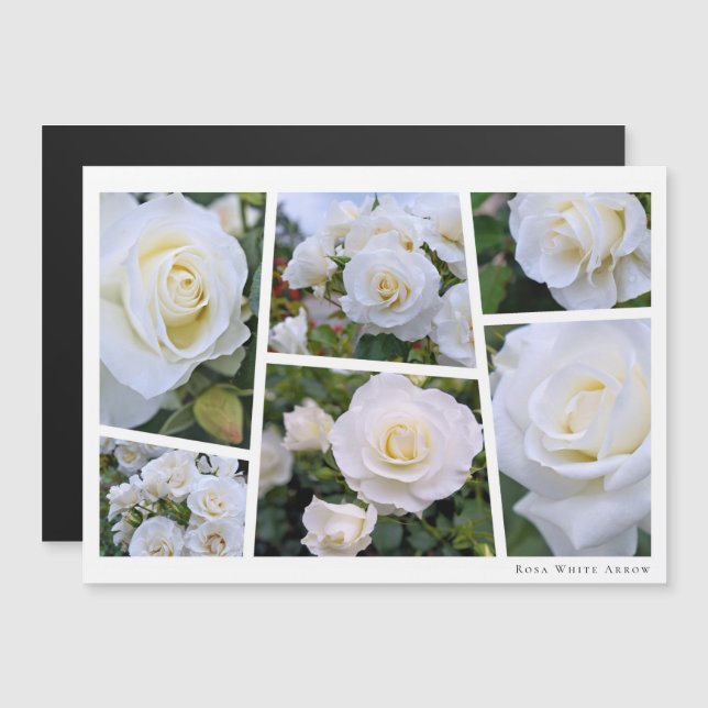 Rosa White Arrow (正面/裏面)