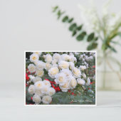 Rosa White Arrow ポストカード (スタンド正面)