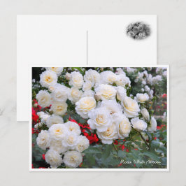 Rosa White Arrow ポストカード