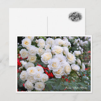Rosa White Arrow ポストカード