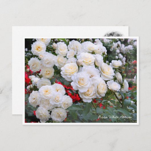 Rosa White Arrow ポストカード (正面/裏面)