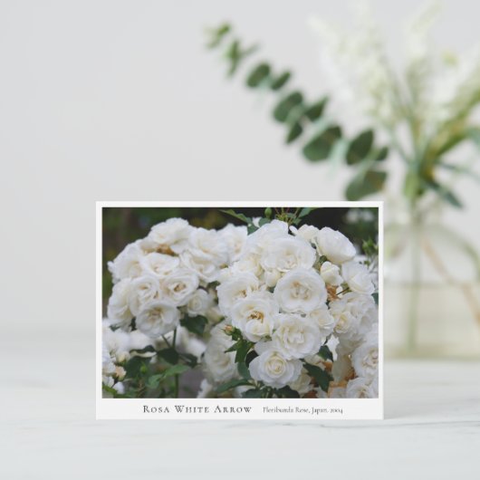 Rosa White Arrow ポストカード (スタンド正面)