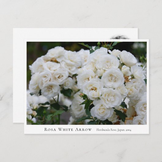 Rosa White Arrow ポストカード (正面/裏面)