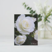 Rosa White Arrow:Postcard ポストカード (スタンド正面)
