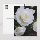 Rosa White Arrow:Postcard ポストカード (正面/裏面)