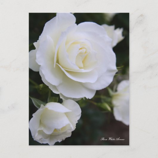 Rosa White Arrow:Postcard ポストカード (正面)