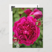 Rosa William Shakespeare [Postcard] ポストカード (正面/裏面)