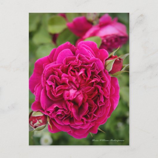 Rosa William Shakespeare [Postcard] ポストカード (正面)