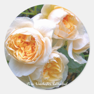 Rosa Winchester Cathedral ラウンドシール