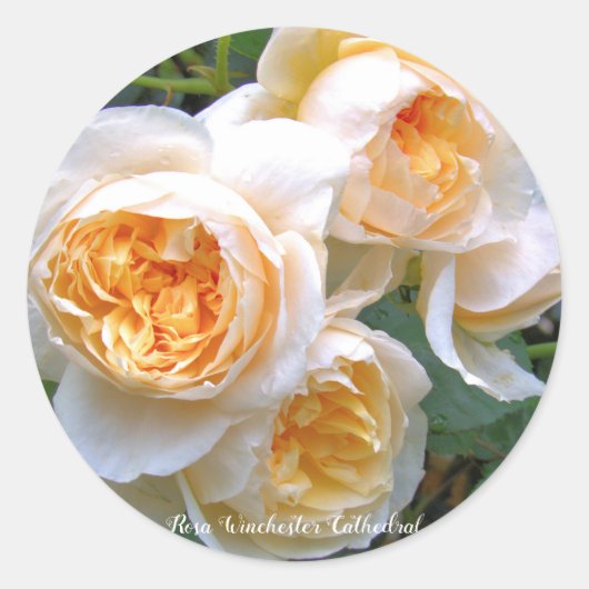 Rosa Winchester Cathedral ラウンドシール (正面)