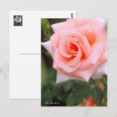 Rosa Zambra '93:Postcard ポストカード (正面/裏面)