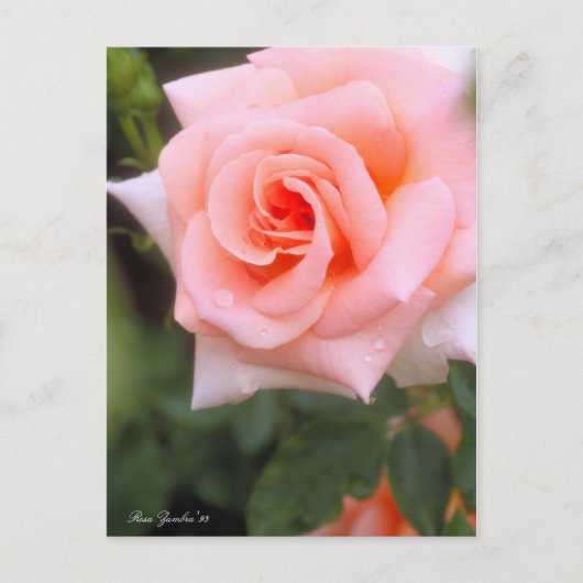 Rosa Zambra '93:Postcard ポストカード (正面)
