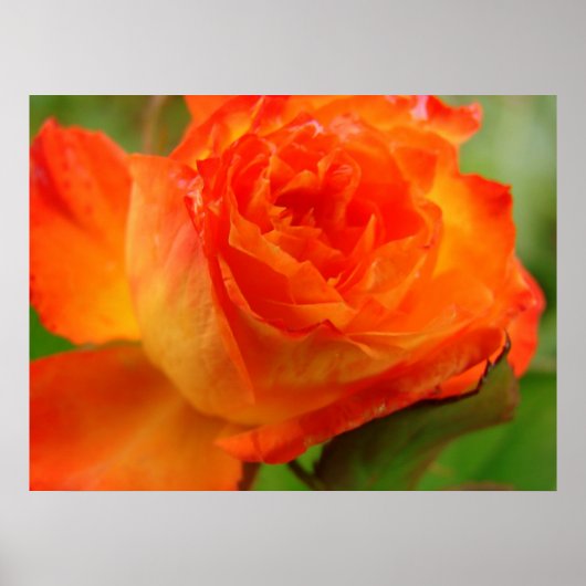 Rose ポスター (正面)