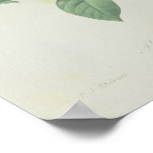 Rose, anemone and Clematide ポスター (角)