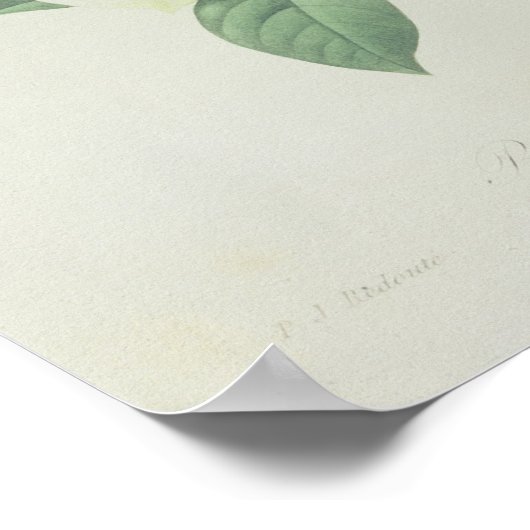 Rose, anemone and Clematide ポスター (角)