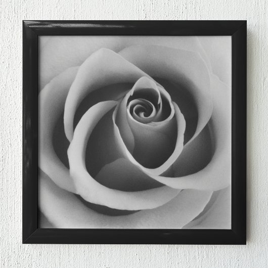 Rose Flower Close Up Black and White Photography ポスター