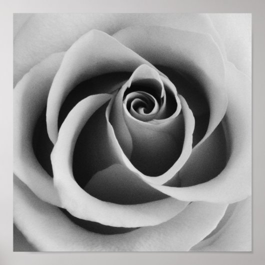 Rose Flower Close Up Black and White Photography ポスター (正面)
