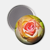 Rose - Für Dich マグネット (正面/裏面)