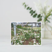 Rose Garden ポストカード (スタンド正面)