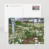 Rose Garden ポストカード (正面/裏面)