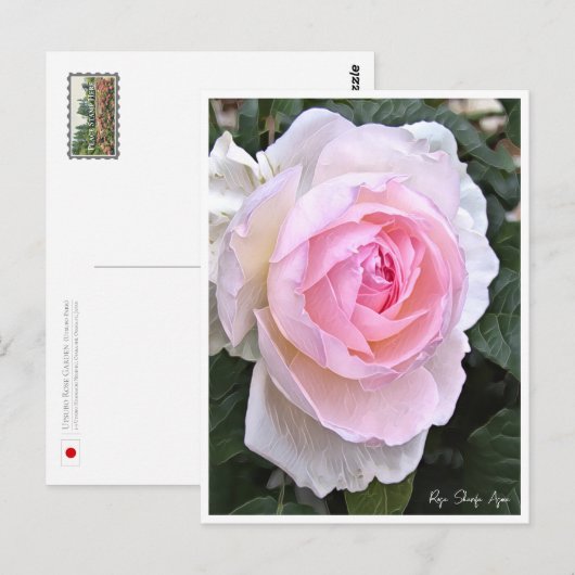Rose Garden ポストカード (正面/裏面)