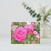 Rose Garden ポストカード (スタンド正面)