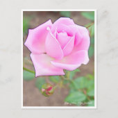 Rose Garden ポストカード (正面)