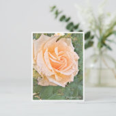 Rose Garden ポストカード (スタンド正面)