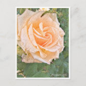 Rose Garden ポストカード (正面)