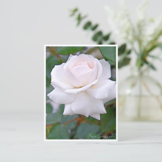 Rose Garden ポストカード (スタンド正面)