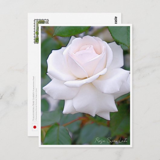 Rose Garden ポストカード (正面/裏面)