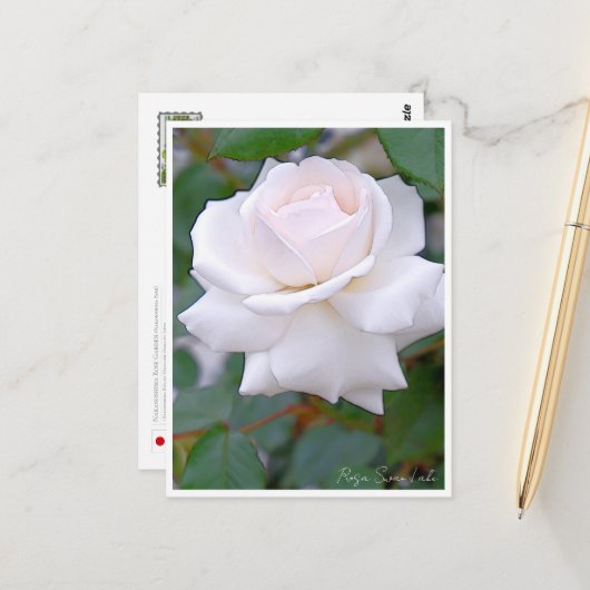 Rose Garden ポストカード (正面/裏面インサイチュ)